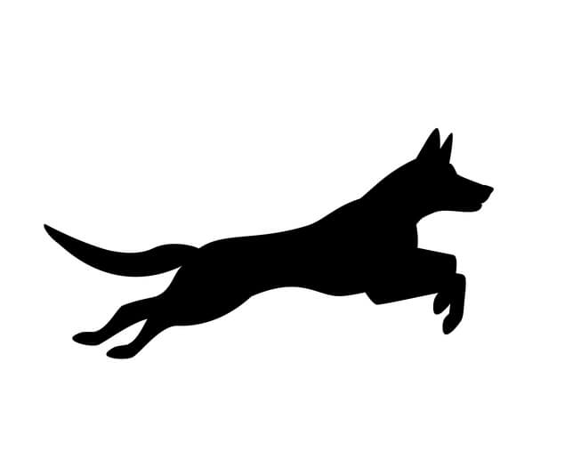 Side profile of dog jumping. Sports & Activities at CleverDogs.