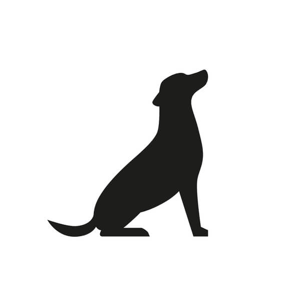 Side profile of dog sitting. General Dog Training at CleverDogs.