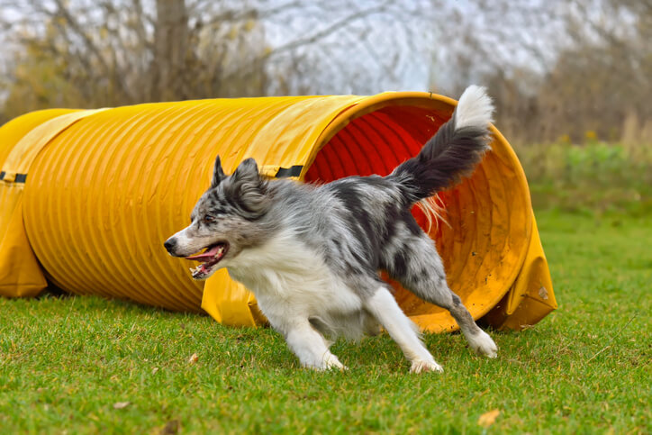 Agility dog coming out of yellow agility tunnel. Intro to Agility at CleverDogs.