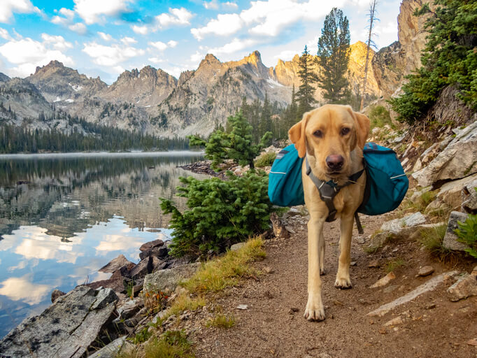 Training & Travel Tips for Hiking with Your Dog