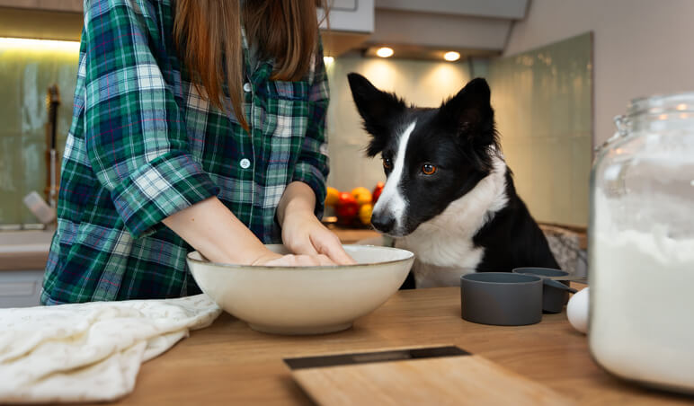 Kitchen Crimes: Why Dogs Steal Food (and What You Can Do About It)